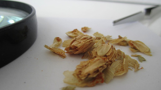 Lupuli strobulus 1 aa