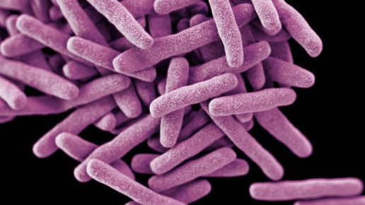 Mycobacterium tuberculosis 1 CDC