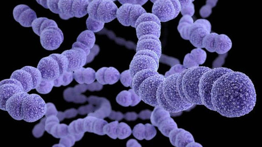 Streptococcus pneumoniae 1 CDC James Archer