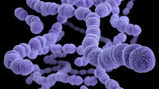 Streptococcus pneumoniae 1 CDC James Archer