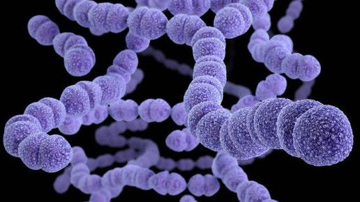 Streptococcus pneumoniae 1 CDC James Archer