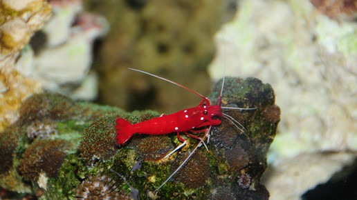 aquarium3 nelken-apo