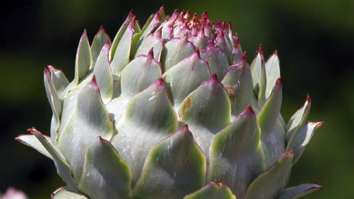 2003-Artischocke-Braunschweig-Botanischer-Garten Artischocke-CC BY-SA 3 0