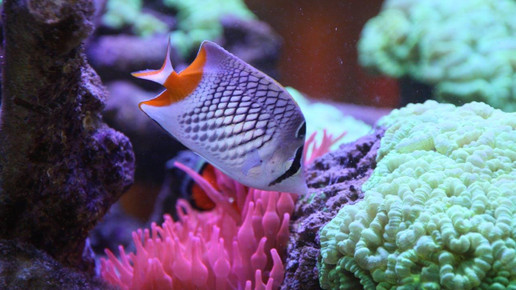 aquarium19 apo dr aurnhammer