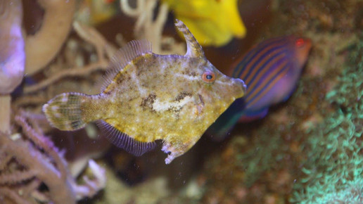 aquarium29 apo dr aurnhammer