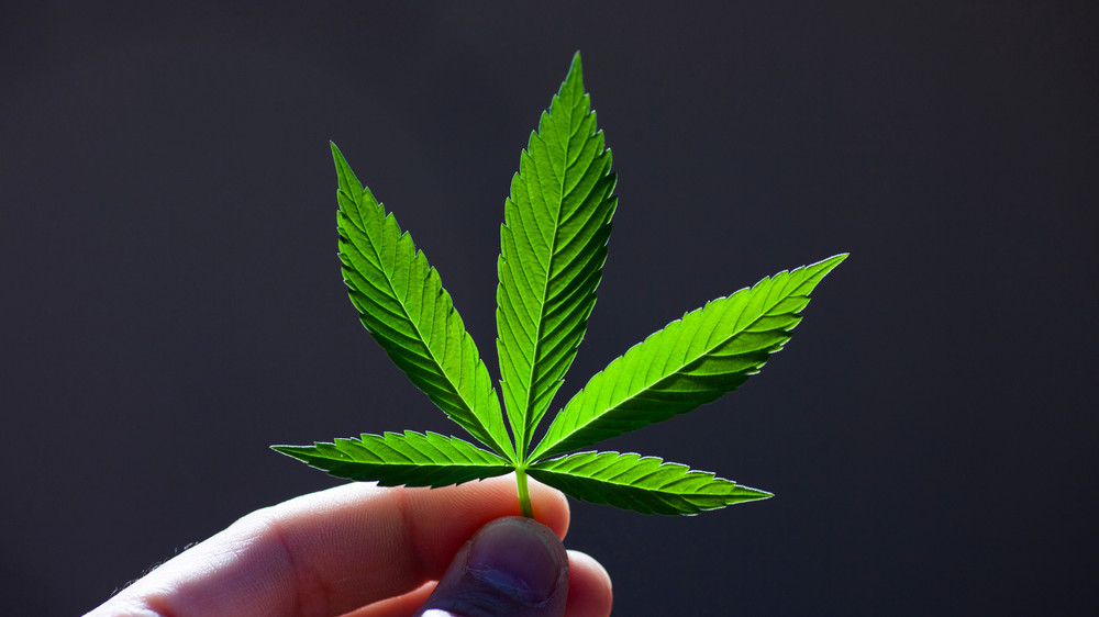 Cannabis-Freigabe: Konsultation beginnt
