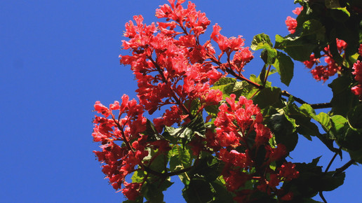 rote kastanie uschi dreiucker pixelio.de