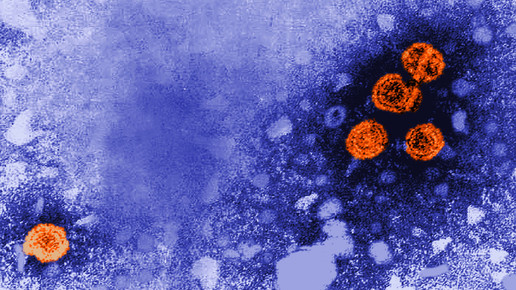 hepatitisb viren cdc dr erskine palmer