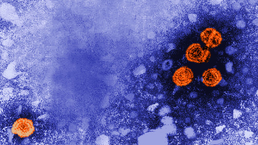 Hepatitis-Viren unter dem Mikroskop