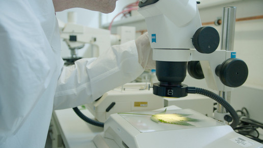 Cannabis Anbau Mikroskopie ages