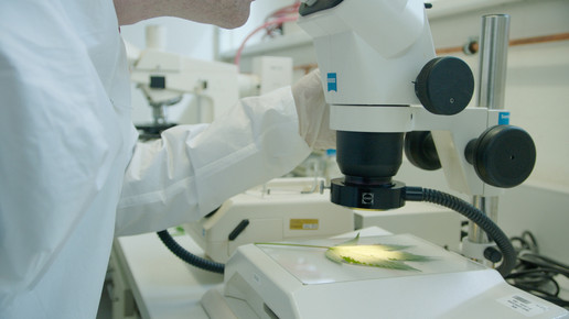 Cannabis Anbau Mikroskopie ages