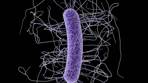 clostridium difficile CDC