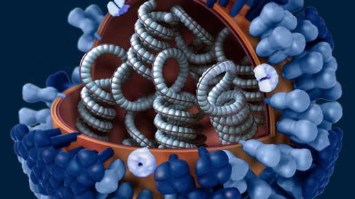 influenza virus grippe CDC Doug Jordan MA