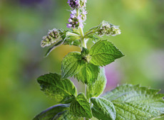 MG 7039 Apfelminze Detail2