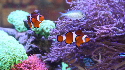 aquarium6 apo dr aurnhammer