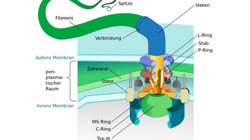 Bakterien Flagelle1 Wikipedia