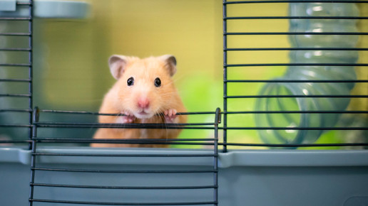 OP-Masken schützen Goldhamster