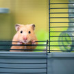 OP-Masken schützen Goldhamster