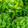 Parasiten-Befall: Tausende Fälle – Salat unter Verdacht mehrere Kopfsalate auf dem Feld