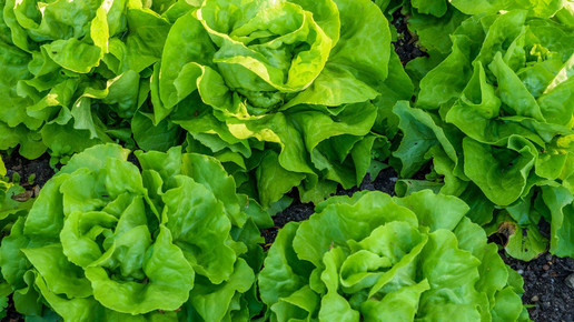 mehrere Kopfsalate auf dem Feld