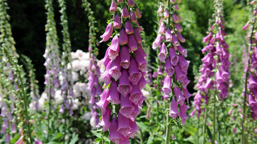 weleda garten blumen natur fingerhut2 eh