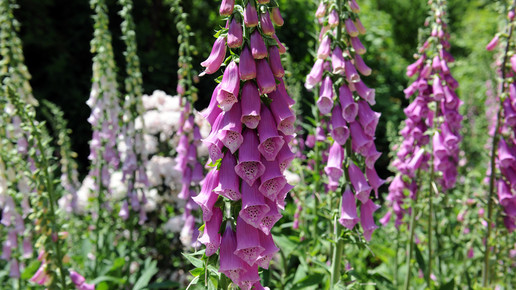 weleda garten blumen natur fingerhut2 eh