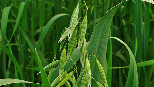 Avena sativa saathafer wiki hzell