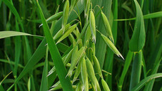 Das sind die Arzneipflanzen des Jahres