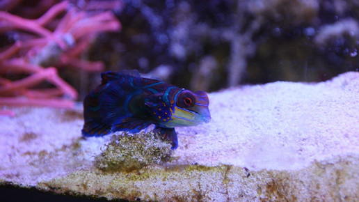 aquarium26 apo dr aurnhammer