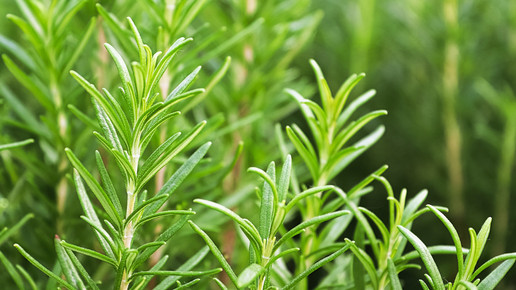 Mit Rosmarin gegen Alzheimer?