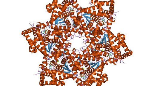 Humane Papillomviren hpv EBI European Bioinformatics Institute