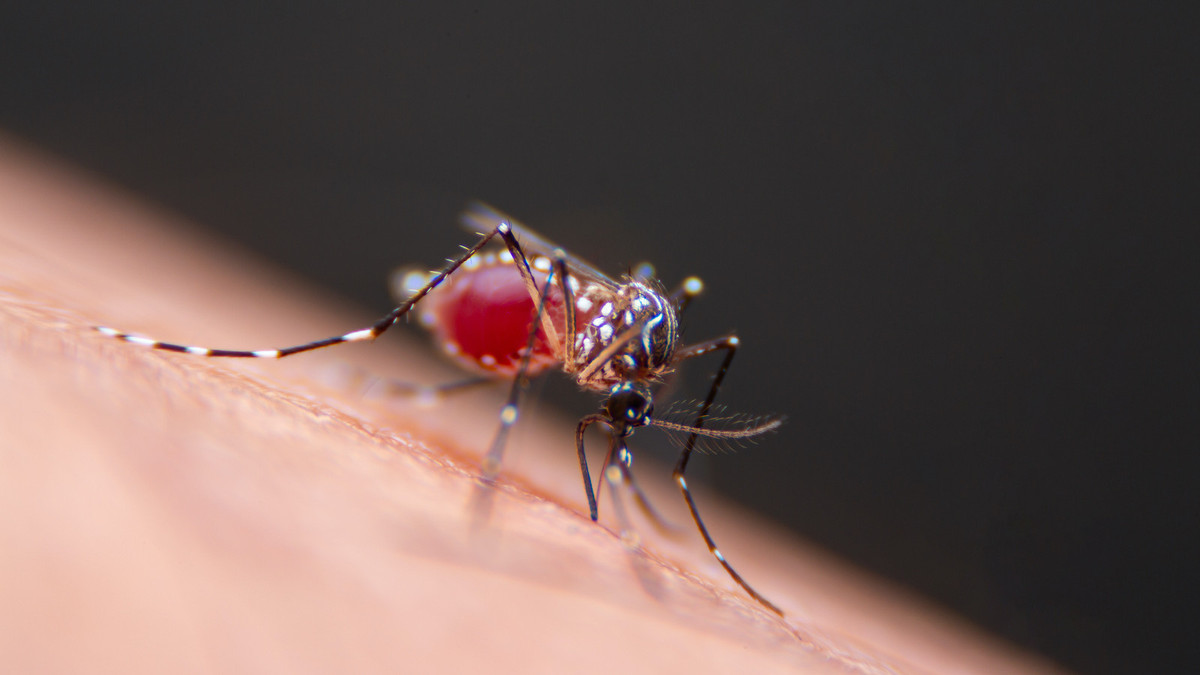 Dengue fever: Rapidly increasing in the United States