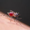 Dengue-Fieber: Rasanter Anstieg in Amerika Dengue-Fieber: Rasanter Anstieg in Amerika