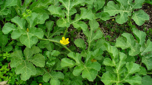 Citrullus colocynthis 001 wikipedia h zell CC BY-SA 3 0