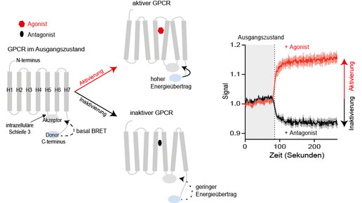 Arzneimittelentwicklung: Die Stoppuhr läuft mit
