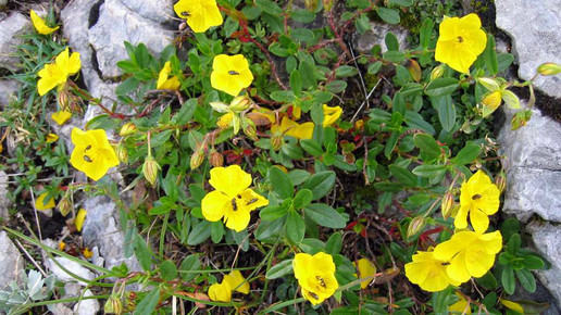 Helianthemum nummularium sonnenroeschen wiki tigerente ccbysa30