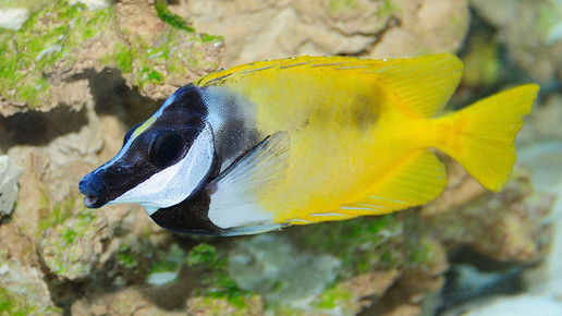 aquarium20 nelken-apo