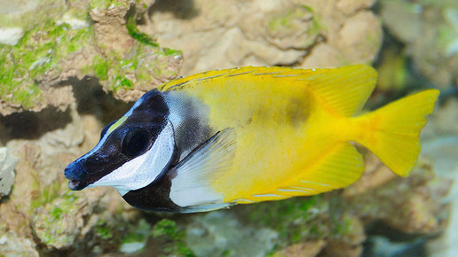 aquarium20 nelken-apo