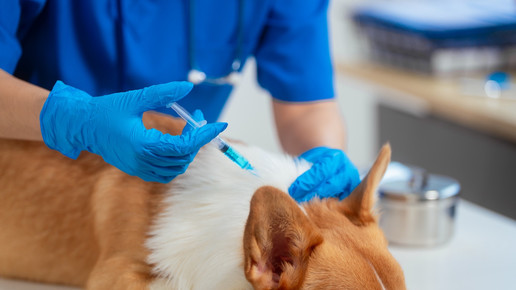 Tollwut: Virus bei totem Hund nachgewiesen