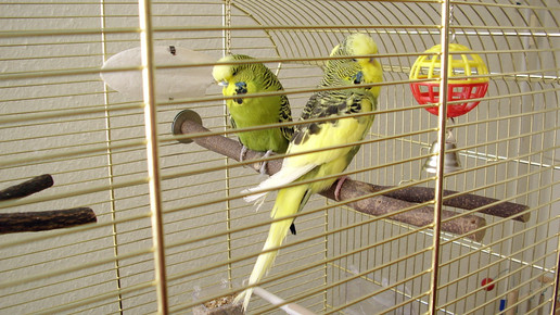 wellensittich kaefig gerina19 pixelio de