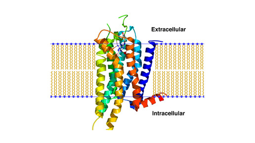 a2arezeptor boghog2 wikipedia