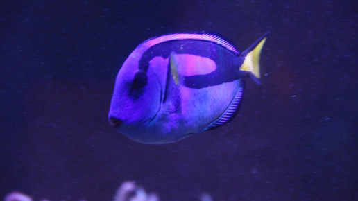 aquarium11 apo dr aurnhammer