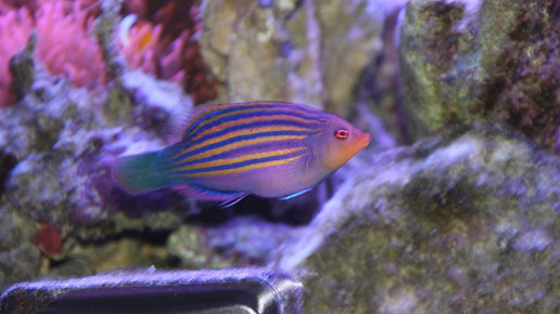 aquarium21 apo dr aurnhammer