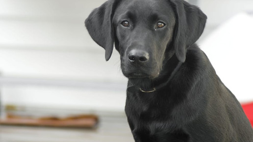 Wachhund bellt Apothekenräuber in die Flucht