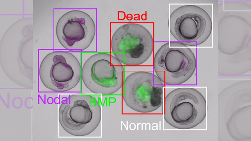 150.000 Euro Fördergeld: KI statt Tierversuche