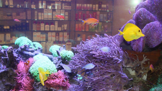 aquarium4 apo dr aurnhammer