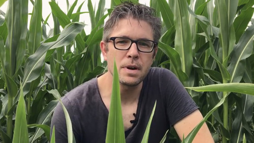 hanf zigarette roger koch scs youtube