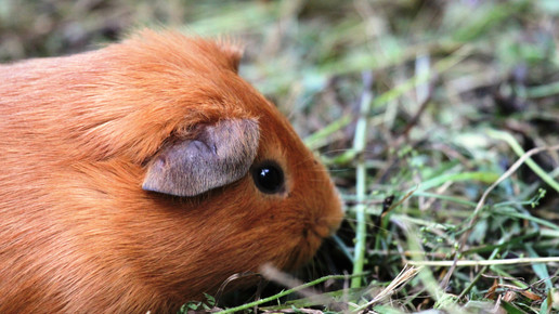 meerschweinchen Kurt Bouda pixelio de