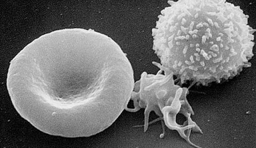 rote thrombo weisses blutkoerperchen