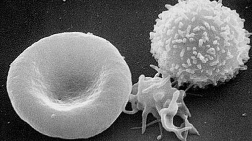 rote thrombo weisses blutkoerperchen